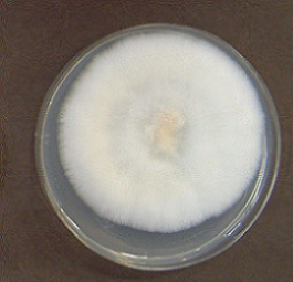 Inonotus cuticularis1(INM-6517)